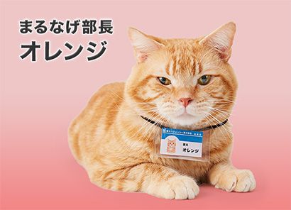 まるなげ部長 オレンジ