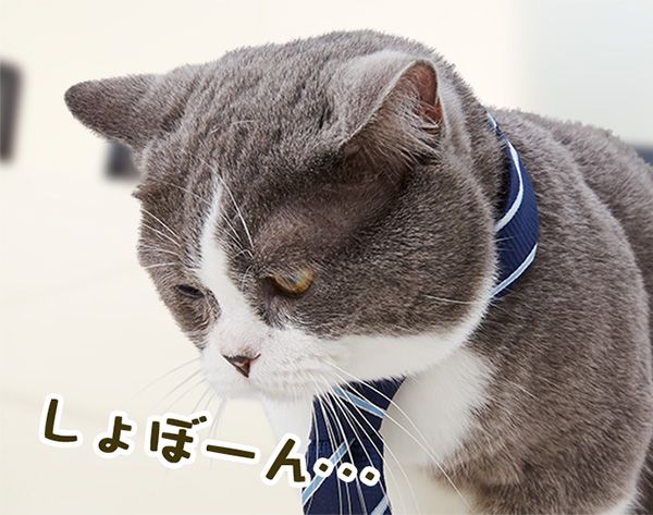 たわし(しょぼーん・・・)