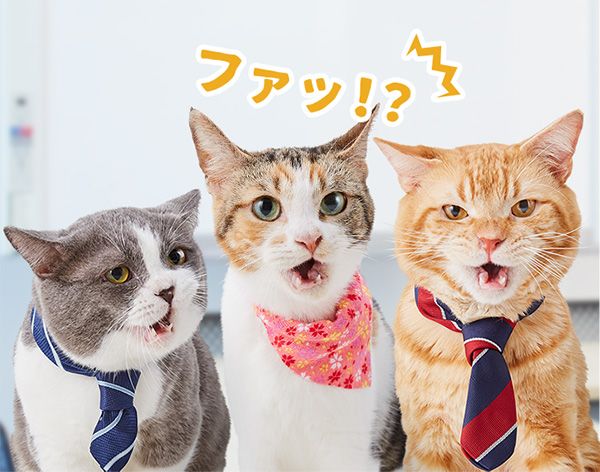 オレンジ・たわし・もみじ「ファッ!?」
