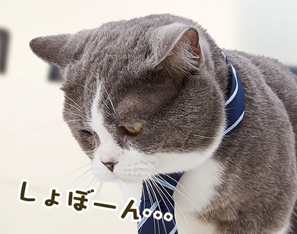 たわし(しょぼーん・・・)