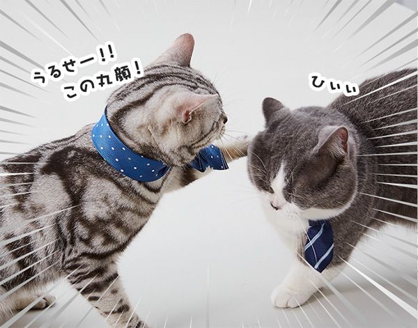 ユウ「うるせー!!この丸顔!」 たわし「ひぃぃ」