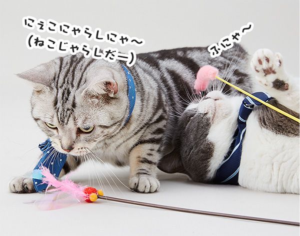 ユウ「にぇこにゃらしにゃ~(ねこじゃらしだー)」 たわし「ふにゃ~」