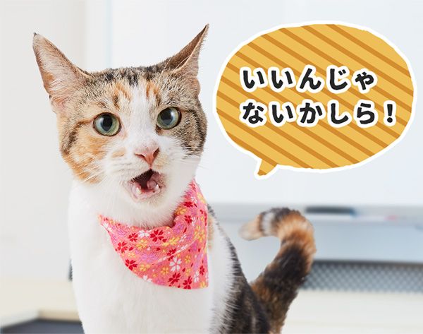 もみじ「いいんじゃないかしら!」