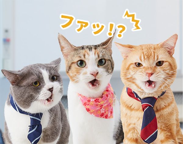 オレンジ・たわし・もみじ「ファッ!?」