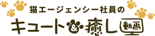 猫エージェンシー社員のキュート&癒し動画
