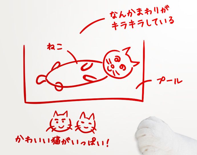 (たわしが走り描きしたイメージ)なんかまわりがキラキラしている ねこ プール かわいい猫がいっぱい!