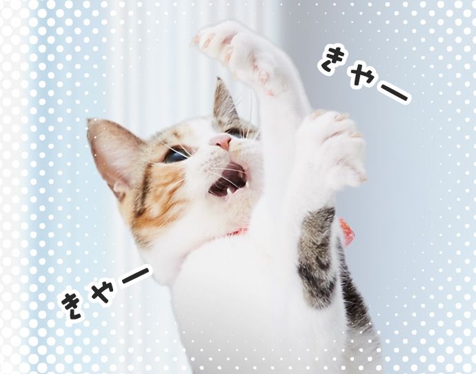 もみじ「きゃー」「きゃー」