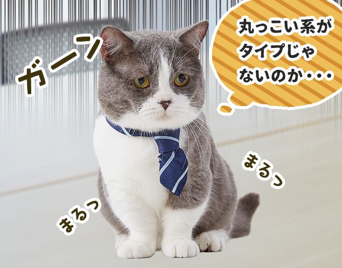 ガーン たわし「(丸っこい系がタイプじゃないのか・・・)」まるっ まるっ