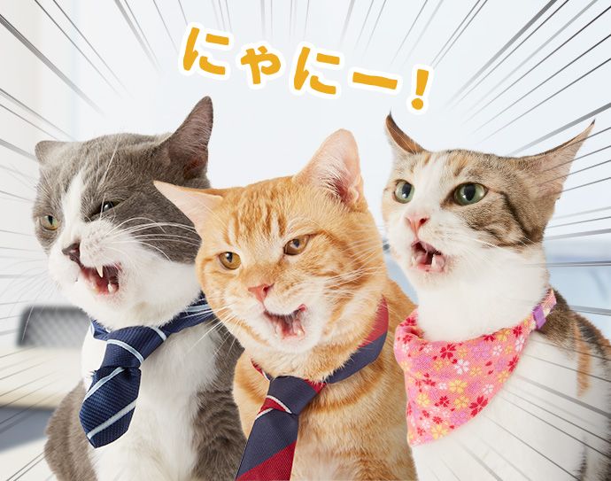たわし・オレンジ・もみじ「にゃにー!」
