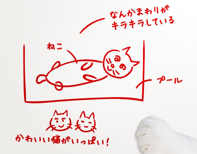 （たわしが走り描きしたイメージ）なんかまわりがキラキラしている ねこ プール かわいい猫がいっぱい！