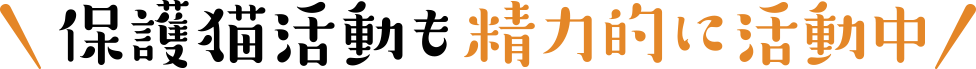 保護猫活動も精力的に活動中