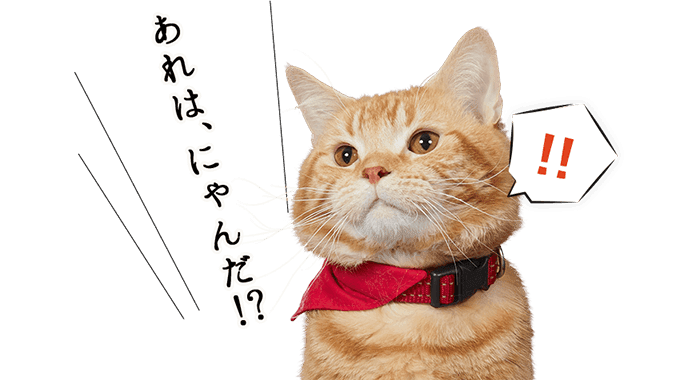 あれは、にゃんだ!?