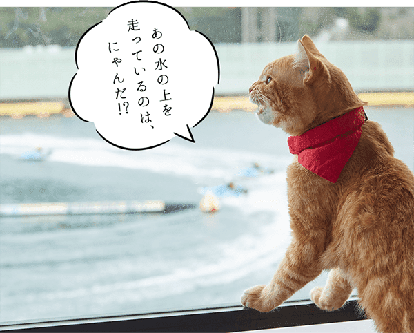 あの水の上を走っているのは、にゃんだ!?