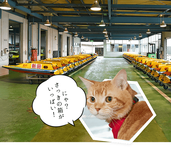 にゃ?さっきの箱がいっぱい!