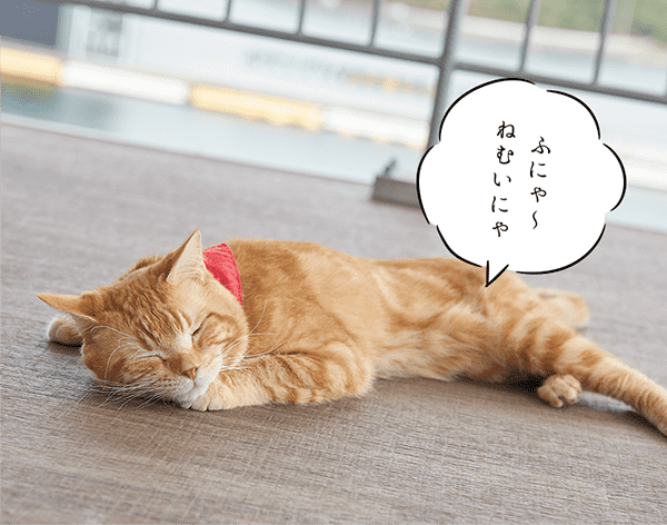 ふにゃ~ねむいにゃ