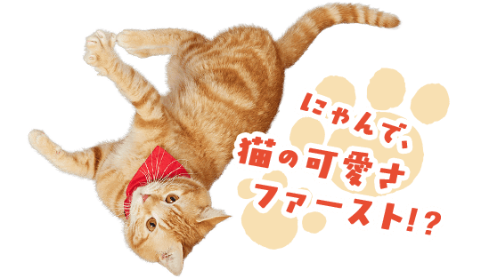 にゃんで、猫の可愛さファースト!?