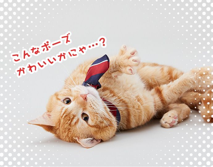 オレンジ「こんなポーズかわいいかにゃ・・・?」