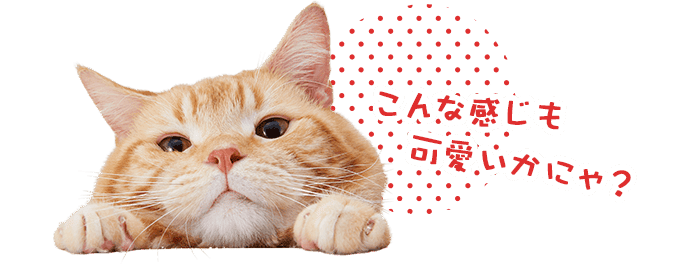 オレンジ「こんな感じも可愛いかにゃ?」