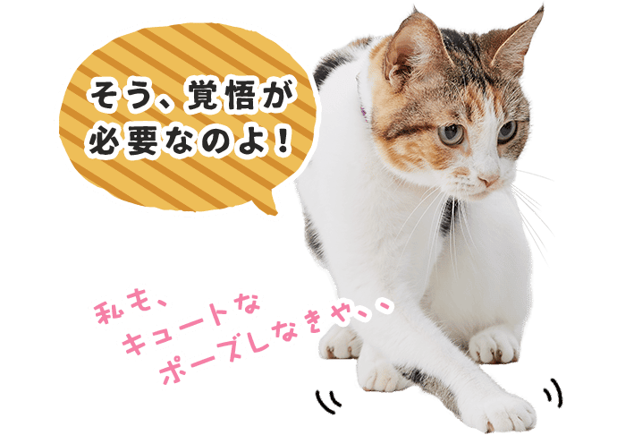 もみじ「そう、覚悟が必要なのよ!」(私も、キュートなポーズしなきゃ、、)