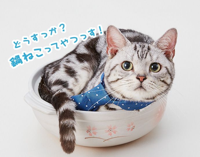 ユウ「どうっすか?鍋ねこってやつっす!」