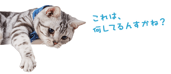 ユウ「これは、何してるんすかね?」