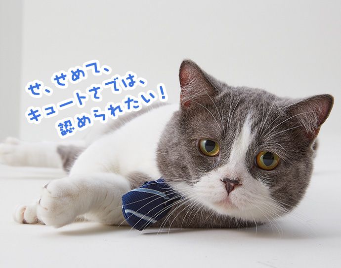 たわし「せ、せめて、キュートさでは、認められたい!」