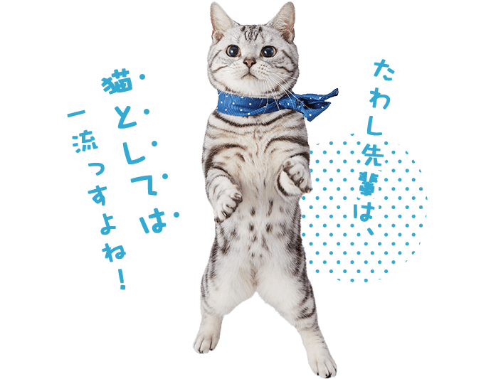 ユウ「たわし先輩は、猫としては一流っすよね!」