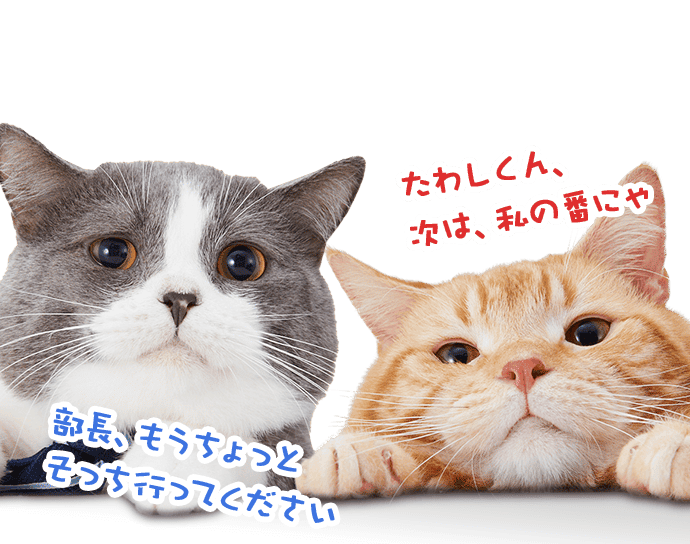たわし「部長、もうちょっとそっち行ってください」 オレンジ「たわしくん、次は、私の番にゃ」