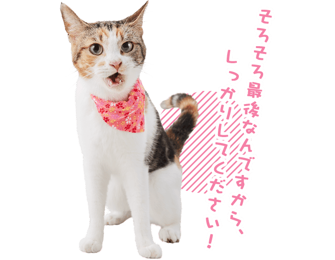 もみじ「そろそろ最後なんですから、しっかりしてください!」