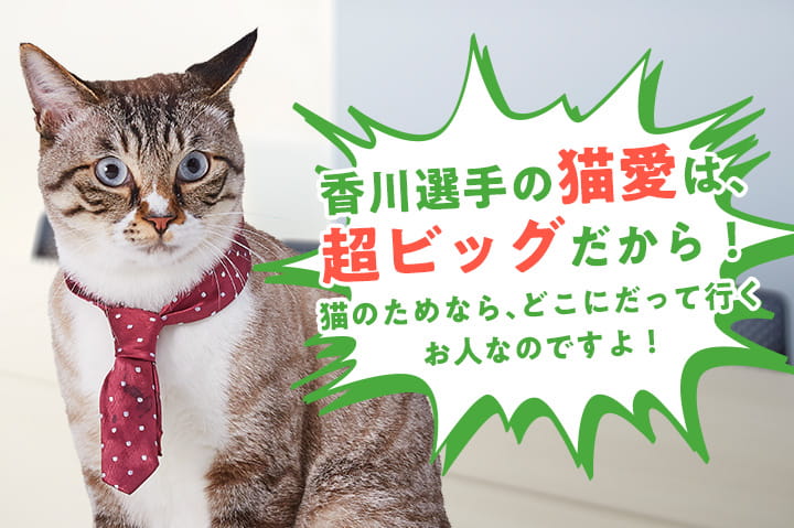 ネル「香川選手の猫愛は、超ビッグだから！猫のためなら、どこにだって行くお人なのですよ！」