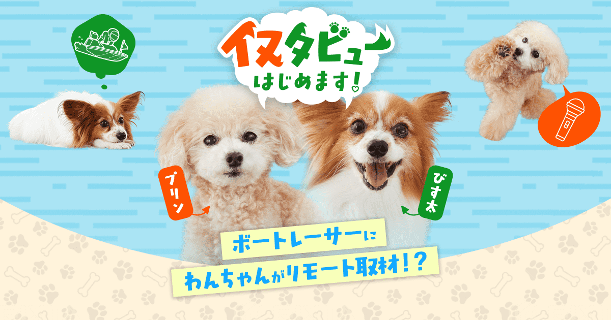 わんちゃんのリモート取材！？イヌタビューはじめます！｜Let's BOAT RACE